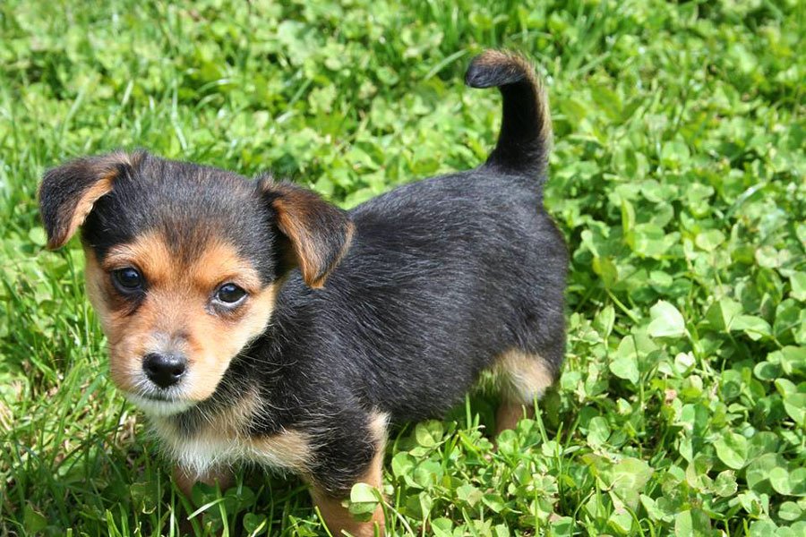 Devon Dog Rescue and Rehoming | Rescue Dogs for Adoption in Devon