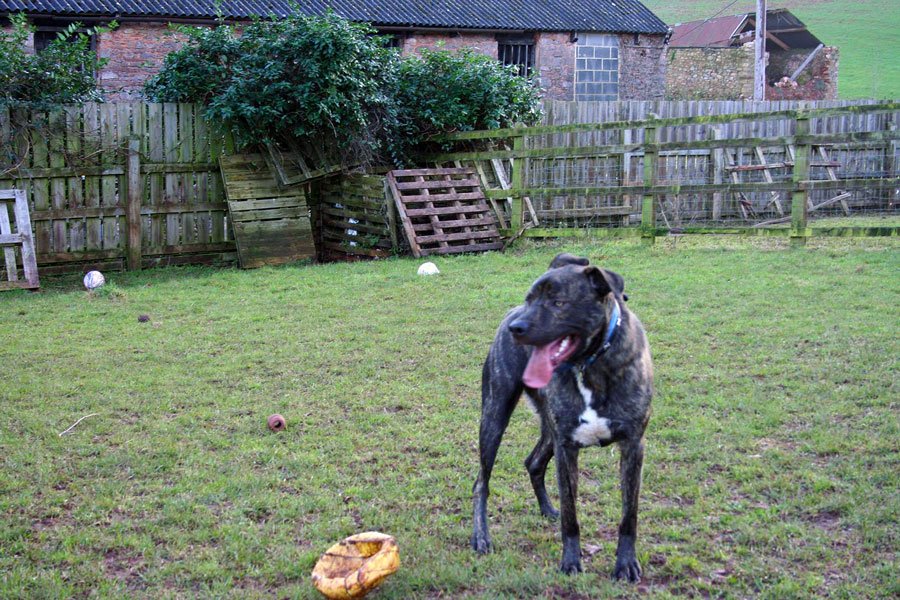 Devon Dog Rescue and Rehoming | Rescue Dogs for Adoption in Devon