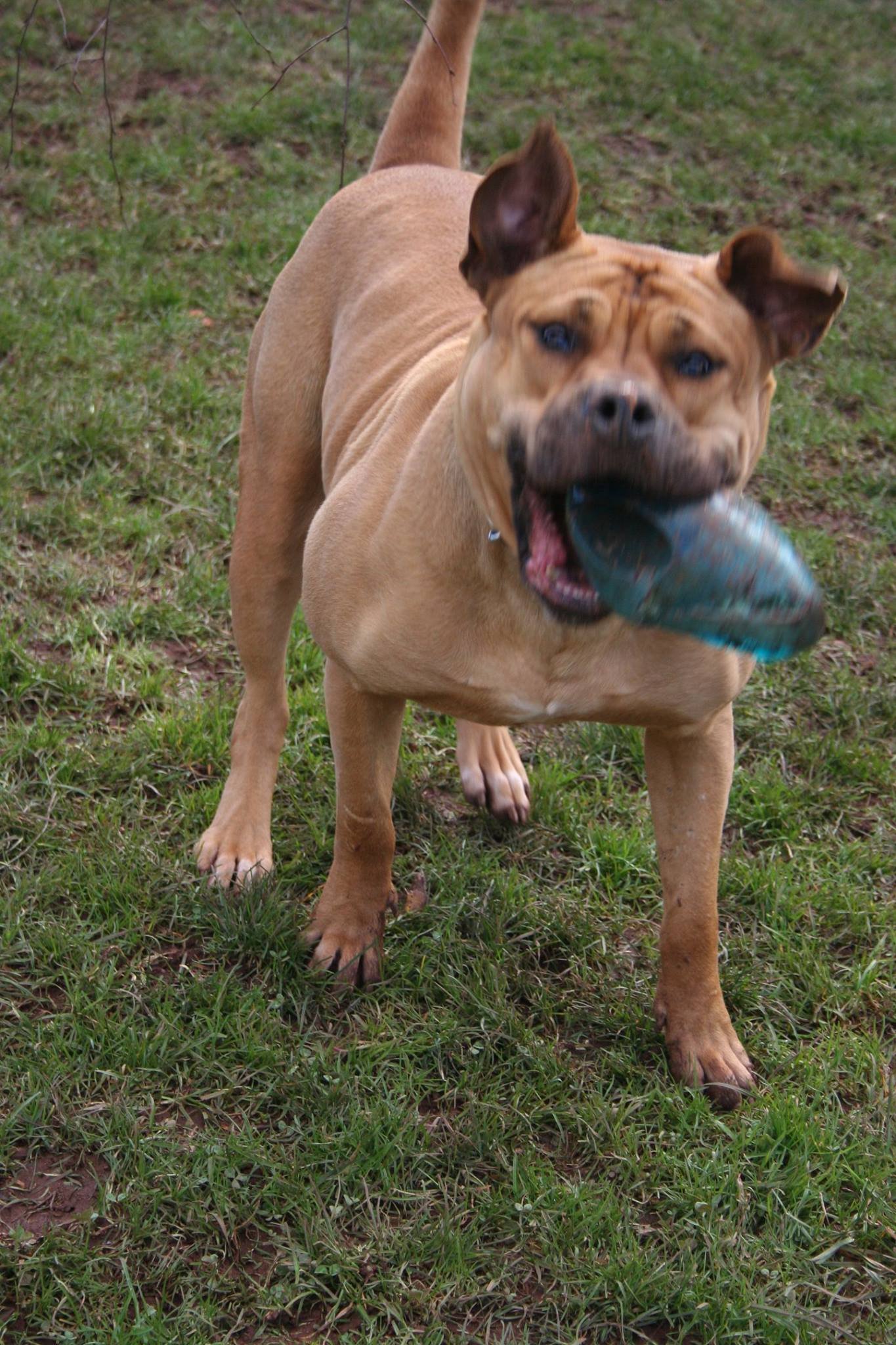 Devon Dog Rescue And Rehoming Devon Dog Rescue And Rehoming