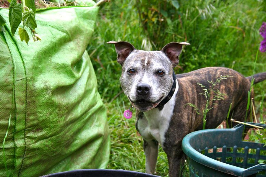 Devon Dog Rescue and Rehoming | Rescue Dogs for Adoption in Devon