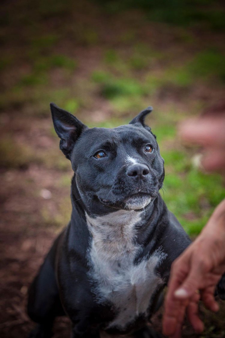 Can You Cuddle Dogs At Rescue Centres Can You Cuddle Dogs At Rescue Centres