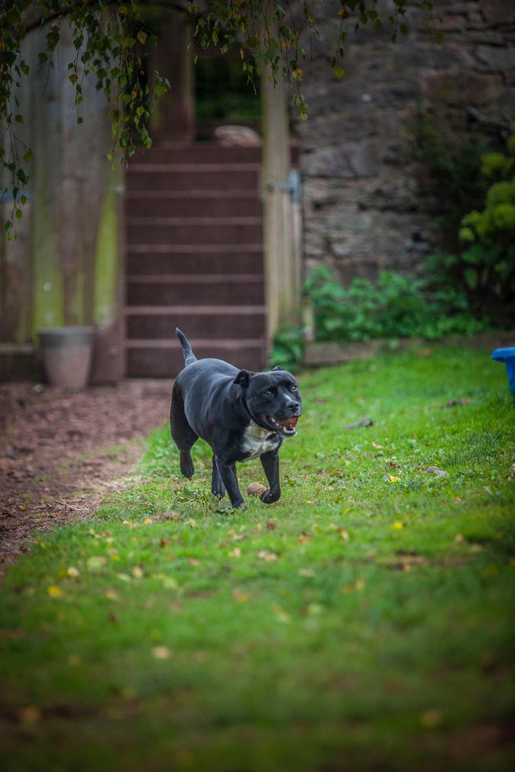 Devon Dog Rescue and Rehoming | Rescue Dogs for Adoption in Devon