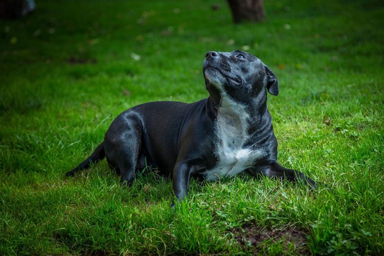 Devon Dog Rescue and Rehoming | Rescue Dogs for Adoption in Devon