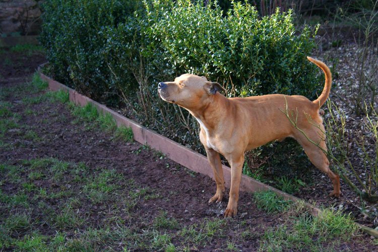Dog Rescue Centres In Plymouth Devon Dog Rescue Centres In Plymouth Devon