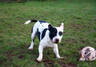 Neville-Staffordshire-Bull-Terrier-Rescue-Dog-Adoption-Rehoming-Devon