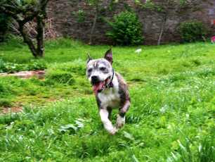 Daisy - Staffordshire Bull Terrier