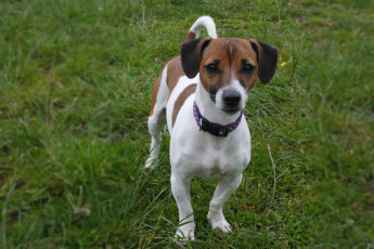 Mia-Jack-Russell-Terrier