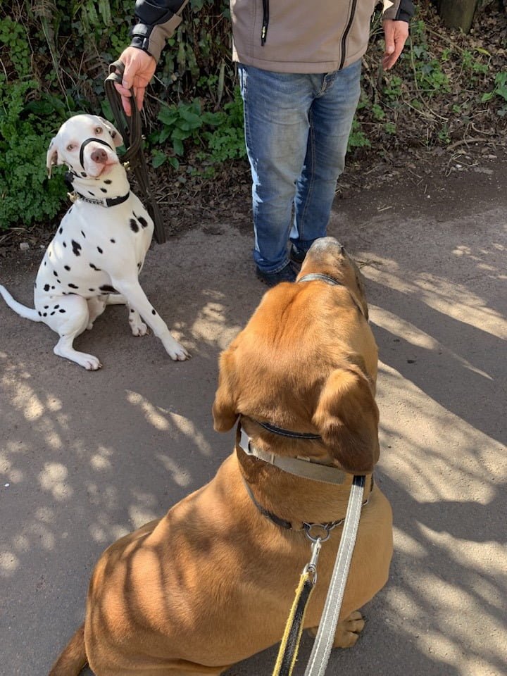Devon Dog Rescue And Rehoming Rescue Dogs For Adoption In Devon