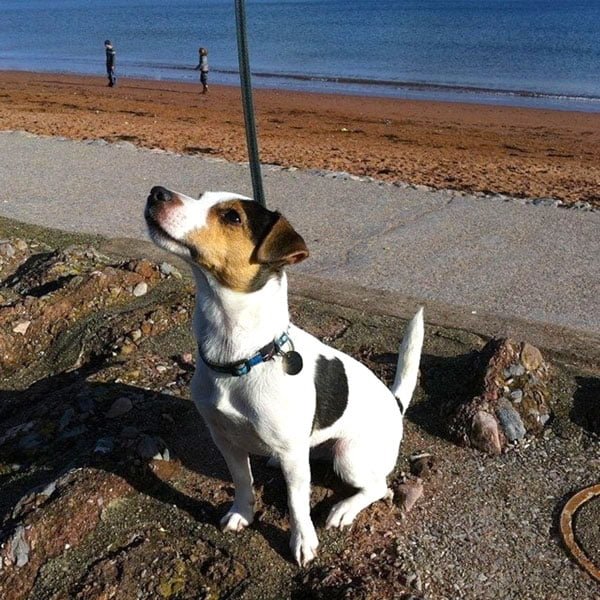Devon Dog Rescue and Rehoming | Rescue Dogs for Adoption in Devon