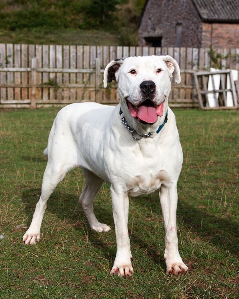 Devon Dog Rescue and Rehoming Rescue Dogs for Adoption in Devon